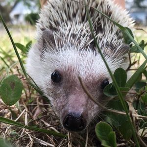 Meet your Posher, Ella